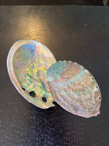 Abalone Shells