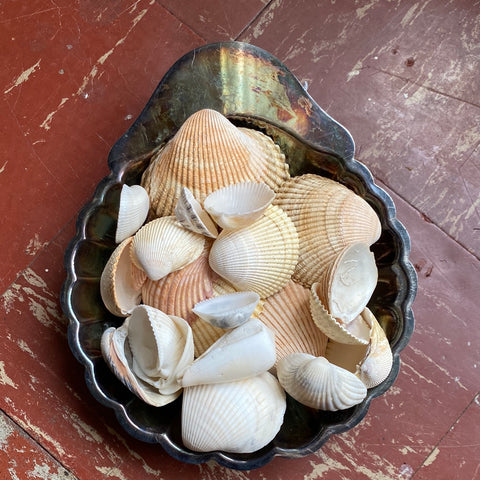 Seashells